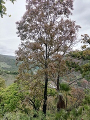 Quercus laurina