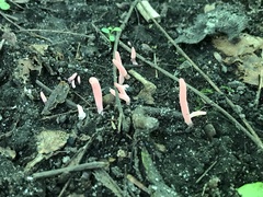 Clavaria rosea