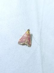 Pyrausta volupialis