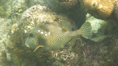 Lactophrys bicaudalis