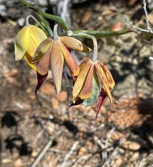 Calochortus raichei