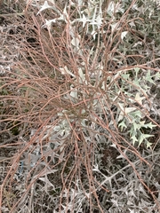 Ephedra tweedieana