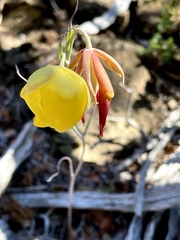 Calochortus raichei