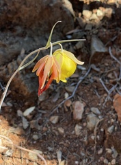 Calochortus raichei