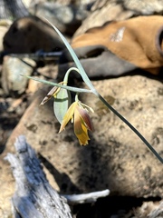 Calochortus raichei