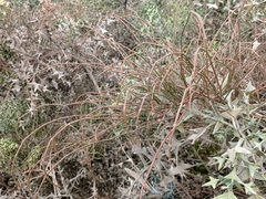 Ephedra tweedieana
