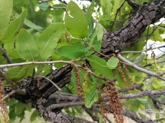 Quercus glaucoides