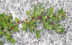Salix herbacea