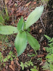 Agave cupreata