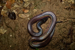 Loxocemus bicolor