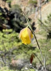 Calochortus raichei