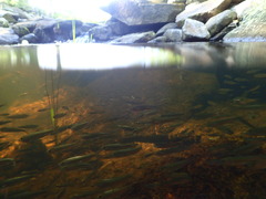 Alosa pseudoharengus