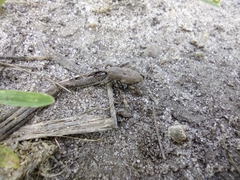Sphenophorus callosus