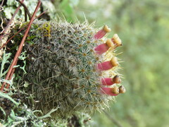 Mammillaria flavicentra