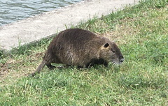 Myocastor coypus
