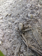 Sphenophorus callosus