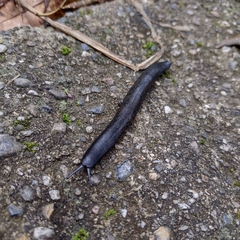 Belocaulus angustipes