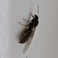 Lasius