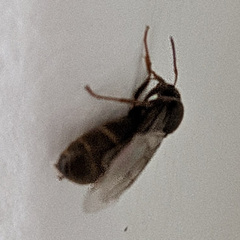 Lasius