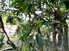 Ficus pertusa