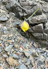 Calochortus raichei
