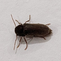 Oligomerus