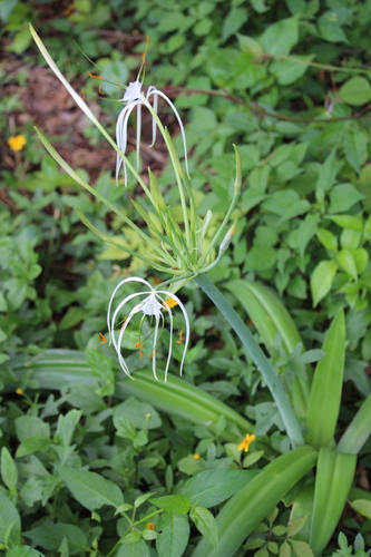 Hymenocallis littoralis