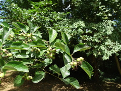 Crataegus persimilis