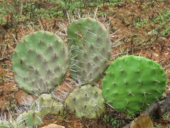 Opuntia olmeca