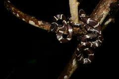 Tropidodipsas fasciata
