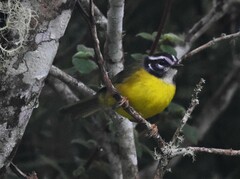 Myiothlypis basilica
