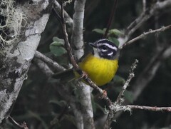 Myiothlypis basilica