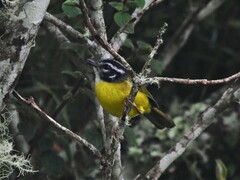 Myiothlypis basilica