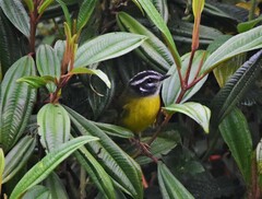 Myiothlypis basilica