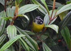 Myiothlypis basilica