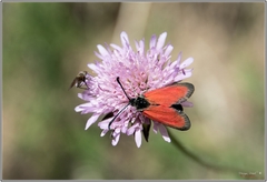Zygaena rubicundus