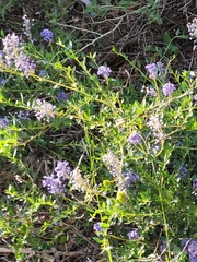 Ceanothus parvifolius