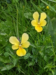 Viola lutea