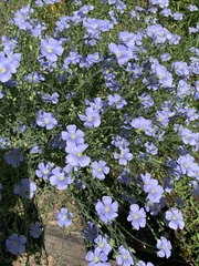 Linum perenne