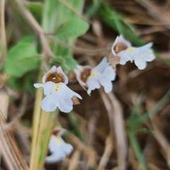 Diclis petiolaris