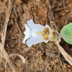 Diclis petiolaris