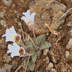 Diclis petiolaris