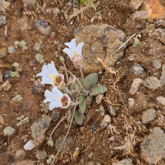 Diclis petiolaris