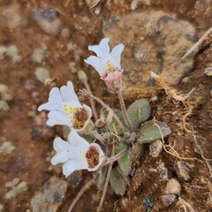 Diclis petiolaris