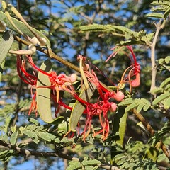 Plicosepalus