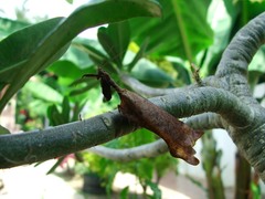 Pseudacanthops