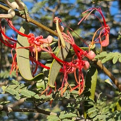 Plicosepalus