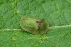 Cassida sanguinosa