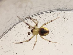 Araneus alboventris