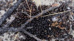 Sylvicapra grimmia